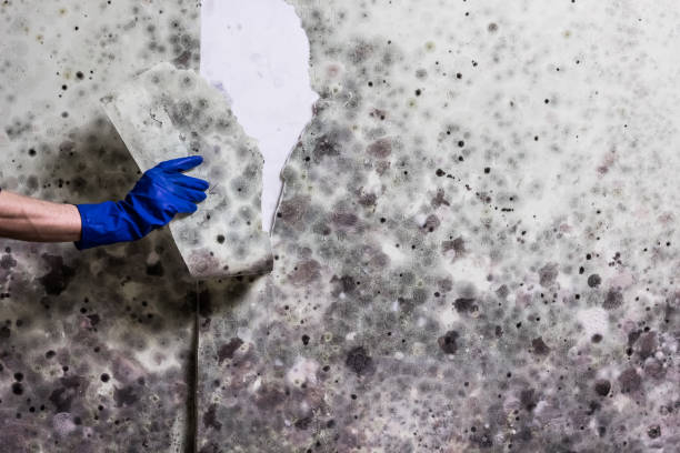 Best Kitchen Mold Remediation in Fort Riley, KS